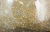 Polished Fossil Coral (Actinocyathus) Head - Cyber Monday Deal! #44919-1